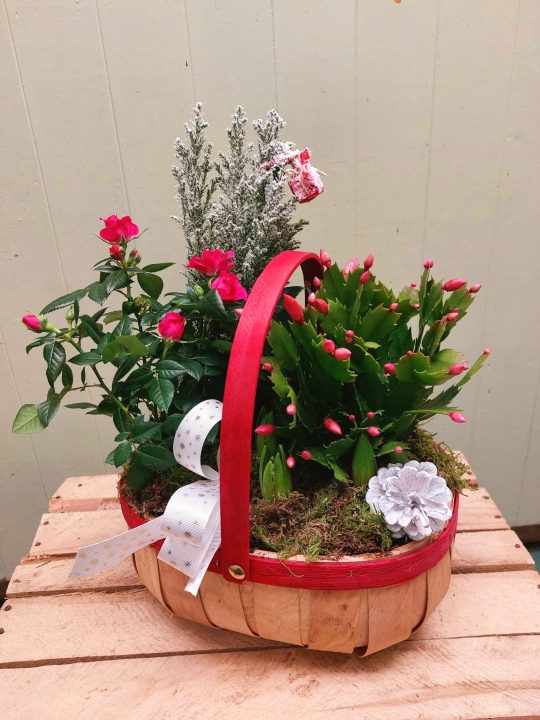 Planted  Basket